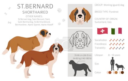 St Bernard shorthaired coat colors, different poses clipart.  Vector illustration