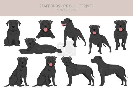 Staffordshire bull terrier. Different variaties of coat color bully dogs set.  Vector illustration