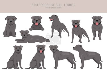 Staffordshire bull terrier. Diferentes variantes del juego de perros abusadores de color abrigo. Ilustración vectorial