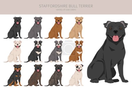 Illustration for Staffordshire bull terrier. Different variaties of coat color bully dogs set.  Vector illustration - Royalty Free Image