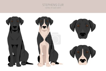Illustration for Stephens Cur clipart. All coat colors set.  All dog breeds characteristics infographic. Vector illustration - Royalty Free Image