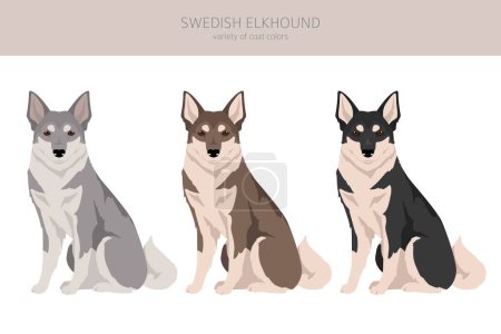 Ilustración de Sueco Elkhound clipart. Todos los colores del abrigo establecidos. Todas las razas de perros características infografía. Ilustración vectorial - Imagen libre de derechos