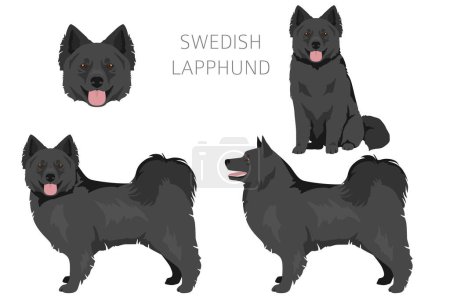 Téléchargez les illustrations : Manteau suédois Lapphund couleurs, différentes poses clipart. Illustration vectorielle - en licence libre de droit
