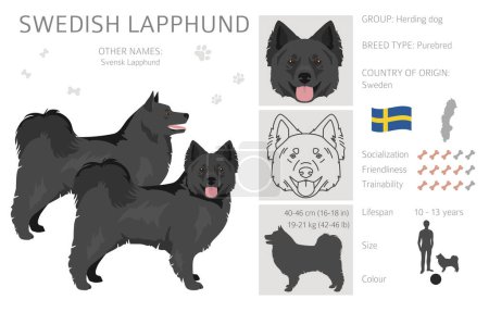 Téléchargez les illustrations : Manteau suédois Lapphund couleurs, différentes poses clipart. Illustration vectorielle - en licence libre de droit