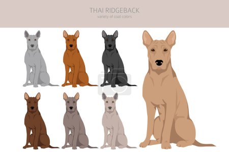 Illustration for Thai Ridgeback clipart. Different poses, coat colors set.  Vector illustration - Royalty Free Image