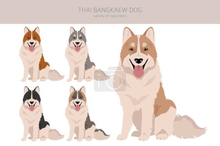 Téléchargez les illustrations : Clipart de chien Bangkaew thaïlandais. Toutes les couleurs de manteau ensemble. Toutes les races de chiens caractéristiques infographie. Illustration vectorielle - en licence libre de droit