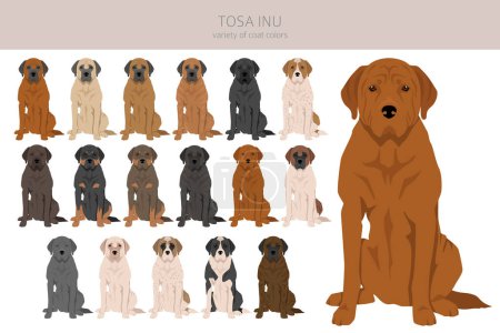 Ilustración de Tosa Inu clipart. Distintas poses, colores del abrigo establecidos. Ilustración vectorial - Imagen libre de derechos