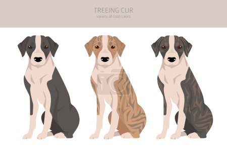 Illustration for Treeing Cur clipart. All coat colors set.  All dog breeds characteristics infographic. Vector illustration - Royalty Free Image