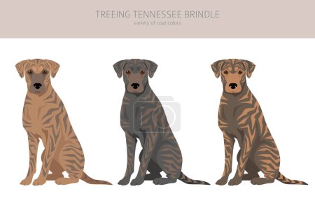 Ilustración de Treeing Tennessee Brindle clipart. Distintas poses, colores del abrigo establecidos. Ilustración vectorial - Imagen libre de derechos