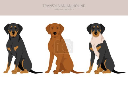 Illustration for Transylvanian hound clipart. Different poses, coat colors set.  Vector illustration - Royalty Free Image