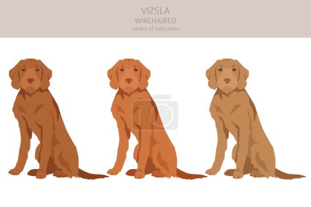 Illustration for Vizsla wirehaired clipart. Different poses, coat colors set.  Vector illustration - Royalty Free Image