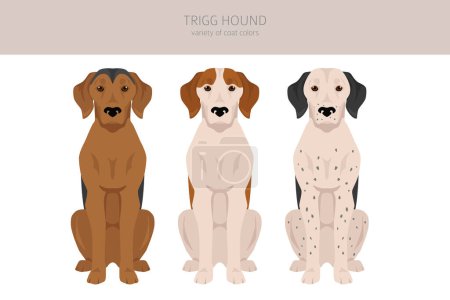 Illustration for Trigg Hound clipart. All coat colors set.  All dog breeds characteristics infographic. Vector illustration - Royalty Free Image