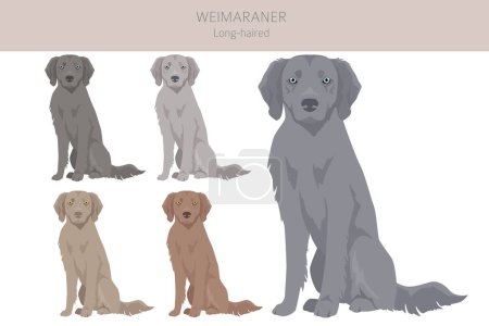 Ilustración de Weimaraner clipart perro de pelo largo. Todos los colores del abrigo establecidos. Todas las razas de perros características infografía. Ilustración vectorial - Imagen libre de derechos