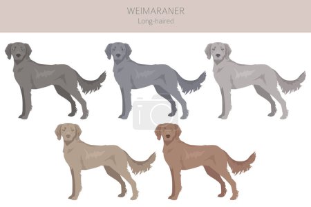 Ilustración de Weimaraner clipart perro de pelo largo. Todos los colores del abrigo establecidos. Todas las razas de perros características infografía. Ilustración vectorial - Imagen libre de derechos