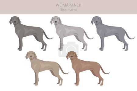 Ilustración de Weimaraner corto clipart perro. Todos los colores del abrigo establecidos. Todas las razas de perros características infografía. Ilustración vectorial - Imagen libre de derechos