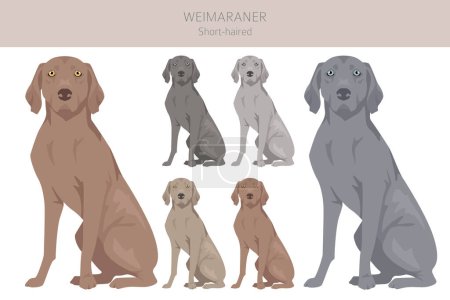 Ilustración de Weimaraner corto clipart perro. Todos los colores del abrigo establecidos. Todas las razas de perros características infografía. Ilustración vectorial - Imagen libre de derechos