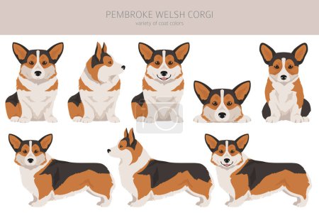 Illustration for Welsh Corgi Pembroke clipart. All coat colors set.  All dog breeds characteristics infographic. Vector illustration - Royalty Free Image