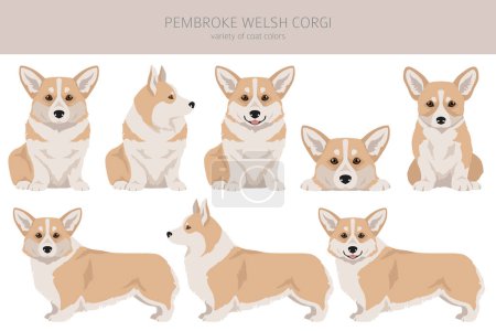 Ilustración de El galés Corgi Pembroke clipart. Todos los colores del abrigo establecidos. Todas las razas de perros características infografía. Ilustración vectorial - Imagen libre de derechos