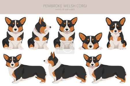 Illustration for Welsh Corgi Pembroke clipart. All coat colors set.  All dog breeds characteristics infographic. Vector illustration - Royalty Free Image