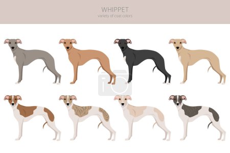 Illustration for Whippet clipart. Different poses, coat colors set.  Vector illustration - Royalty Free Image