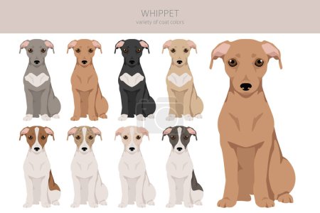 Illustration for Whippet clipart. Different poses, coat colors set.  Vector illustration - Royalty Free Image