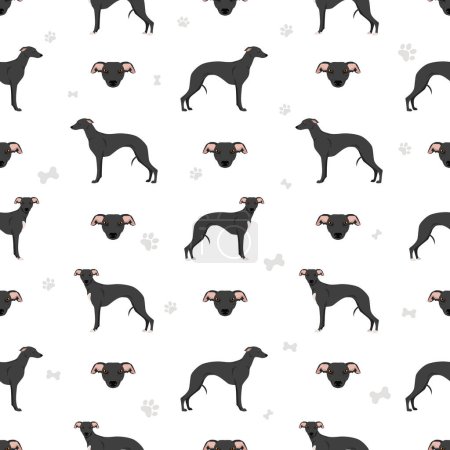 Illustration for Whippet seamless pattern. Different poses, coat colors set.  Vector illustration - Royalty Free Image
