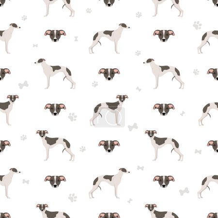 Illustration for Whippet seamless pattern. Different poses, coat colors set.  Vector illustration - Royalty Free Image