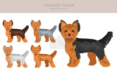 Ilustración de Yorkshire Terrier clipart. Distintas poses, colores del abrigo establecidos. Ilustración vectorial - Imagen libre de derechos
