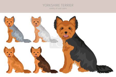 Yorkshire Terrier clipart. Different poses, coat colors set.  Vector illustration