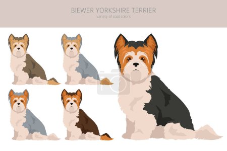 Téléchargez les illustrations : Biewer Yorkshire Terrier clipart. Différentes poses, couleurs de manteau réglées. Illustration vectorielle - en licence libre de droit