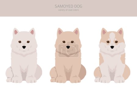 Ilustración de Samoyedo perro cachorro clipart. Distintas poses, colores del abrigo establecidos. Ilustración vectorial - Imagen libre de derechos