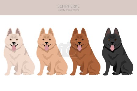 Illustration for Schipperke clipart. Different poses, coat colors set.  Vector illustration - Royalty Free Image