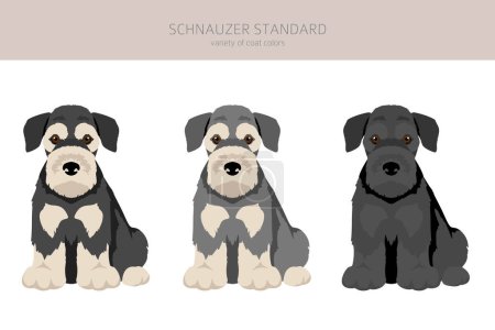 Schhnauzer Standard clipart. Different poses, coat colors set.  Vector illustration