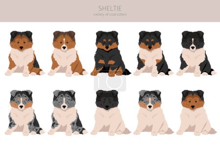 Illustration for Sheltie puppy, Shetland sheepdog clipart. Different poses, coat colors set.  Vector illustration - Royalty Free Image