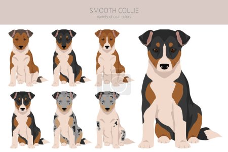 Smooth Collie puppy coat colors, different poses clipart.  Vector illustration