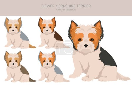 Téléchargez les illustrations : Biewer Yorkshire Terrier chiot clipart. Différentes poses, couleurs de manteau réglées. Illustration vectorielle - en licence libre de droit