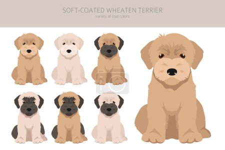 Ilustración de Suave cubierta Wheaten Terrier clipart cachorro. Distintas poses, colores del abrigo establecidos. Ilustración vectorial - Imagen libre de derechos