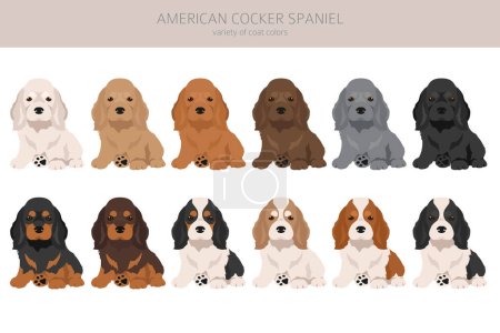 American cocker spaniel puppies all coat colors clipart. All dog breeds infographic.  Vector illustration