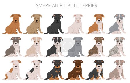Illustration for American pit bull terrier puppies clipart. Color varieties, infographic. Vector illustration - Royalty Free Image