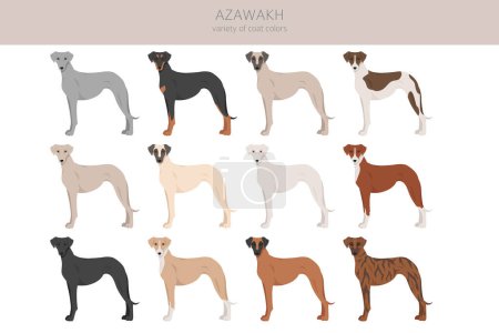 Téléchargez les illustrations : Azawakh toutes les couleurs clipart. Différentes couleurs de manteau et pose ensemble. Illustration vectorielle - en licence libre de droit