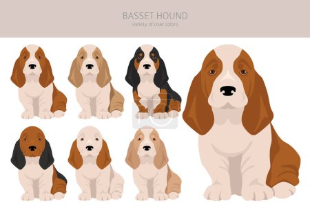 Illustration for Basset Hound puppy clipart. All coat colors set.  Different position. All dog breeds characteristics infographic. Vector illustration - Royalty Free Image