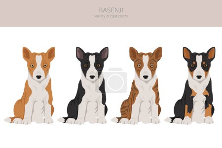 Illustration for Basenji puppy all colours clipart. Different coat colors and poses set.  Vector illustration - Royalty Free Image