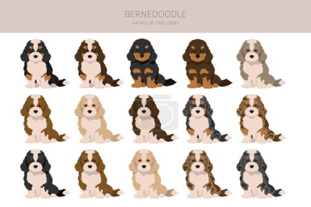Bernedoodle puppies clipart. All coat colors set.  Different position. All dog breeds characteristics infographic. Vector illustration