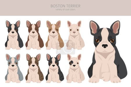 Boston Terrier Welpen Clip. Alle Fellfarben eingestellt. Unterschiedliche Position. Alle Hunderassen Merkmale Infografik. Vektorillustration