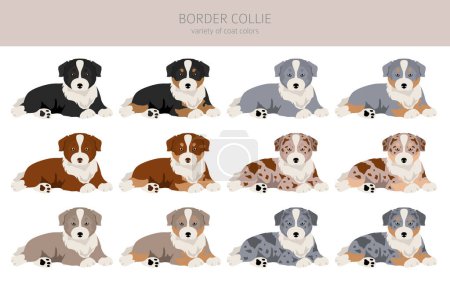 Ilustración de Frontera collie cachorros clipart. Todos los colores del abrigo establecidos. Todas las razas de perros características infografía. Ilustración vectorial - Imagen libre de derechos