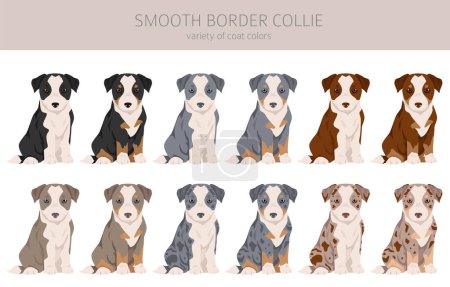 Illustration for Smooth border collie puppies clipart. Different poses, coat colors set.  Vector illustration - Royalty Free Image