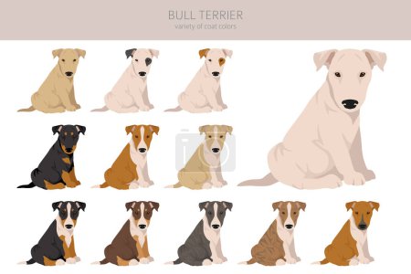 Téléchargez les illustrations : Clipart de chiots Bull Terrier. Toutes les couleurs de manteau ensemble. Position différente. Toutes les races de chiens caractéristiques infographie. Illustration vectorielle - en licence libre de droit