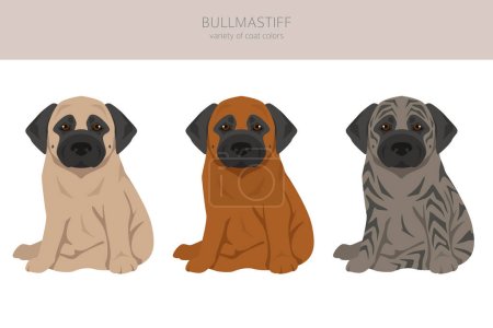 Ilustración de Bullmastiff cachorros clipart. Todos los colores del abrigo establecidos. Todas las razas de perros características infografía. Ilustración vectorial - Imagen libre de derechos