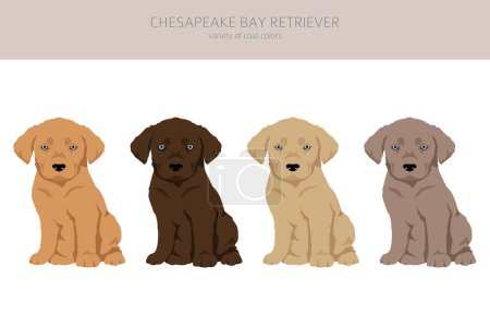 Ilustración de Chesapeake Bay retriever cachorros clipart. Distintas poses, colores del abrigo establecidos. Ilustración vectorial - Imagen libre de derechos
