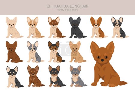 Chihuahua long haired puppies clipart. All coat colors set.  Different position. All dog breeds characteristics infographic. Vector illustration